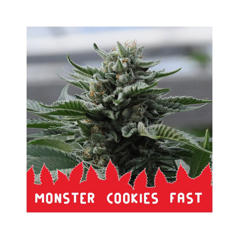 Monster Cookies Fast, Фасовка: 10